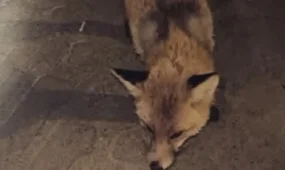 «Нашествие» агрессивных лис в Житикаре прокомментировали в прокуратуре