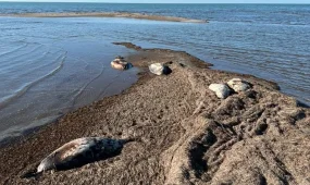 Десятки мертвых тюленей обнаружены на побережье острова в Мангистауской области
