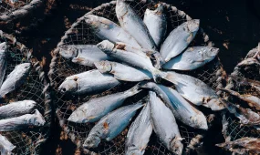 Пересохшие пруды и фальшивые документы: раскрыта схема незаконного экспорта рыбы в ЕС