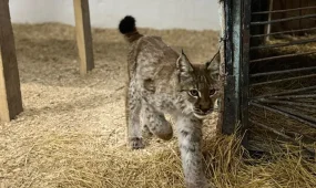 В Семее спасли детёныша рыси, пришедшего в село в поисках пищи