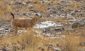 Қызыл кітапқа енген қарақұйрықты заңсыз аулағаны үшін сотталды
