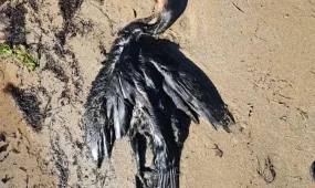 Теңіз жағасынан құстардың өлексесі табылды