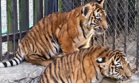 Амур жолбарысын Қазақстан табиғатына бейімдеу жоспары қабылданды