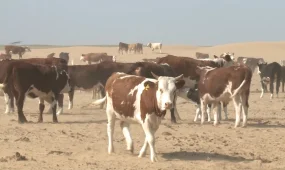 Атырауда ірі қара белгісіз індетке шалдықты