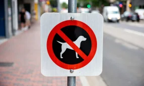 В Караганде владельцы собак оспорили незаконные штрафы за выгул