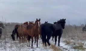 ШҚО-да полицейлер тұрғынның жоғалған 16 жылқысын тауып берді