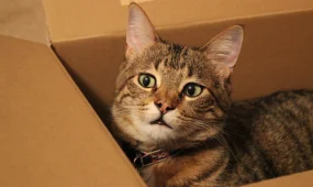 Почему кошки так обожают коробки: эксперт объяснил поведение домашних питомцев