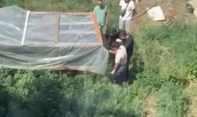 Павлодардалық тұрғыннан каннабис бұталары тәркіленді