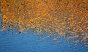 В московском пруду обнаружили останки ребенка