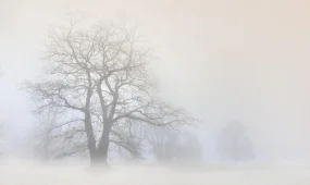 Тұман түсіп, көктайғақ болады: дауылды ескерту жарияланды