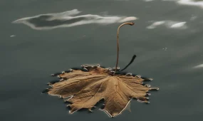 Тёплый понедельник обещают синоптики жителям мегаполисов Казахстана