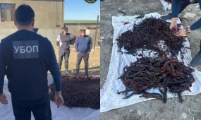 Түркістан облысында Қызыл кітапта енген өсімдікті заңсыз жинаған күдіктілер ұсталды