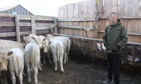 Дерзкого скотокрада задержали в Костанайской области