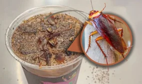 Қытайда тарақан мен құрттар қосылған кофе трендке айналды