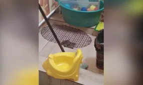 «Они приходят и приходят»: гигантские крысы атакуют квартиры сельчан в СКО