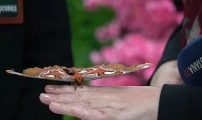 Выставка живых тропических бабочек открылась в Уральске