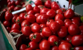 Шымкентте жылына 155 мың тонна қызанақ өндіретін жылыжай кешені іске қосылды