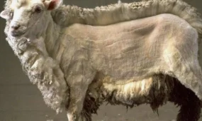 100 тысяч несуществующих баранов для субсидий зарегистрировали туркестанец и сотрудники ветслужбы