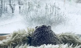 Гололед и ветер в Астане, без осадков в Алматы: погода в субботу, 22 ноября