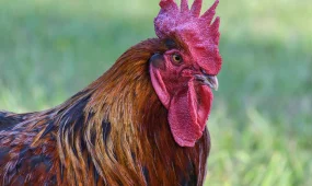 В США зафиксирована первая в мире смерть человека от птичьего гриппа H5N5