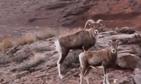 Краснокнижного архара сняли на видео в казахстанском заповеднике