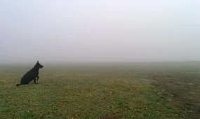 В Астане туман и гололед, в Алматы и Шымкенте без осадков: погода 25 ноября