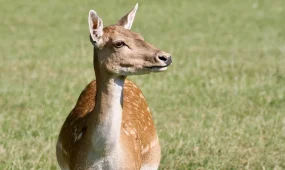 Әлемдегі киіктің 98%-ы Қазақстанда мекендейді