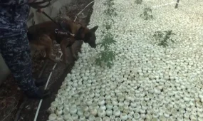 Қарасора өсірген тұрғын ұсталды