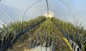 Миллион оливковых деревьев высадят в Мангистау