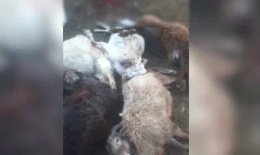 Бұралқы иттер қорадағы қойға шапты