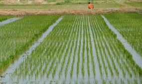 Қызылорда облысында ылғалды көп қажет ететін дақылдар лимитін анықтайтын жұмыс тобы құрылады