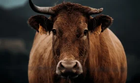 В Казахстане введены квоты на вывоз мяса КРС