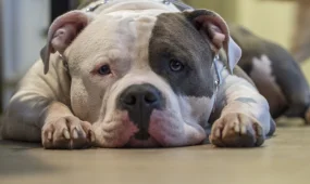 В США питбули загрызли 23-летнюю девушку