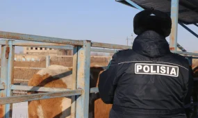 В Абайской области задержан мужчина, похитивший три лошади