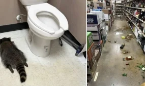 Енот устроил погром в алкомаркете и пьяным уснул в туалете в США
