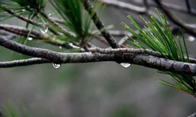 Снег, дождь, туман: к чему готовиться жителям мегаполисов страны 8 декабря?