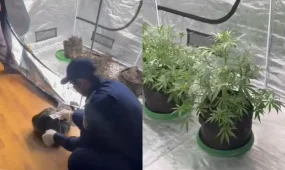 В Алматы выявлена квартира-лаборатория по выращиванию запрещенных растений (ВИДЕО)