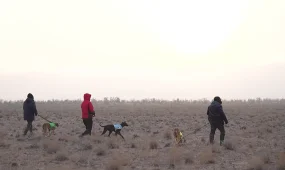 Қазақы тазылар құм қояндарын аулау бойынша жарысты