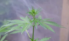 Жамбыл облысының тұрғыны марихуана жинап жүрген жерінен ұсталды