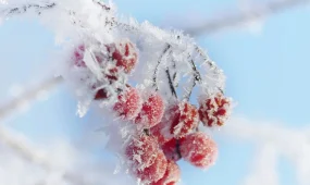 Погода 11 декабря: в Астане до -24, в Шымкенте — до +10