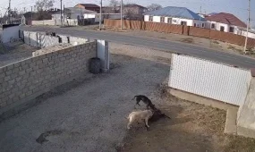 Атырау облысында  бұралқы иттер малды қырып жатыр