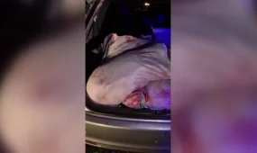 В Западно-Казахстанской области задержаны браконьеры с тушами косуль