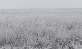 Свыше 33 тысяч гектаров неиспользуемых земель вернули в госсобственность прокуроры в СКО