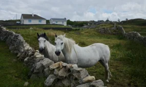 84 тысячи евро заплатят переселенцам на острова Ирландии