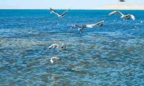 Мемлекет басшысы БҰҰ құрамында Халықаралық су ұйымын құруды ұсынды