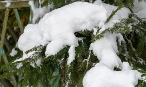 Астану ждёт суровая зимняя неделя: метели, морозы и шквалистый ветер