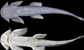 Қытайдың Тибет аймағында балықтың жаңа түрі табылды