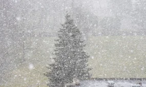 Неделю снегопадов, метелей и морозов прогнозируют синоптики