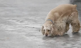 Гололëд и не только: погода в Астане, Алматы и Шымкенте 16 декабря
