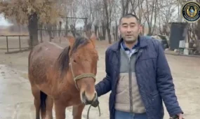Түркістан облысында жоғалған жылқы бір тәулікте табылды
